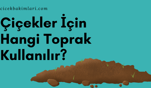 BİTKİLERİN TÜRKÇE İSİMLERİ