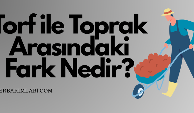 BİTKİLERİN TÜRKÇE İSİMLERİ