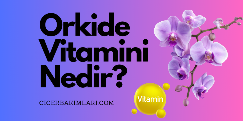 Orkide Vitamini Nedir?