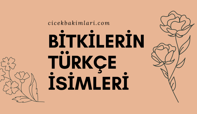 BİTKİLERİN TÜRKÇE İSİMLERİ