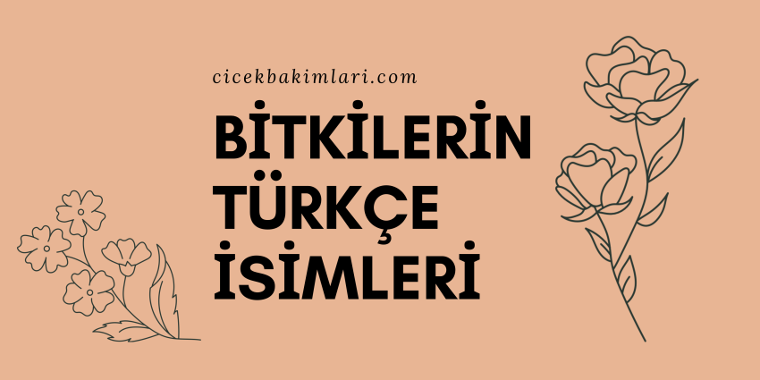 Bitkiler ve Bitkilerin Türkçe isimleri