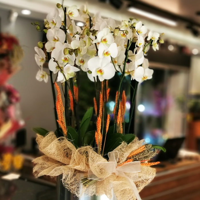 Orkide vitaminleri işe yarıyor mu?