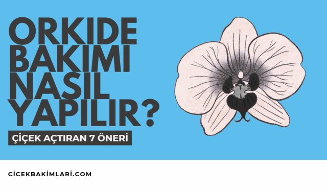 Orkide Bakımı Nasıl Yapılır? Çiçek Açtıran 7 Öneri