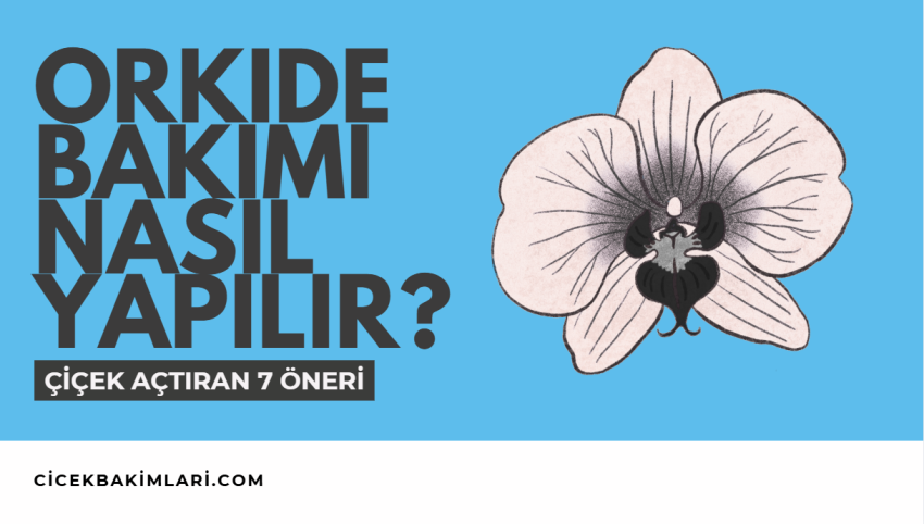 Orkide Bakımı Nasıl Yapılır? Çiçek Açtıran 7 Öneri