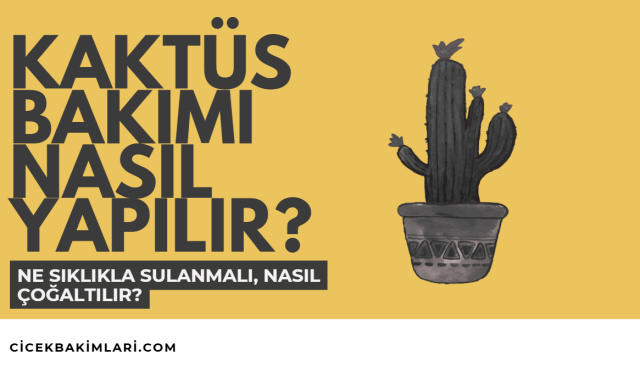 Kaktüs Bakımı: Ne Sıklıkla Sulanmalı, Nasıl Çoğaltılır?