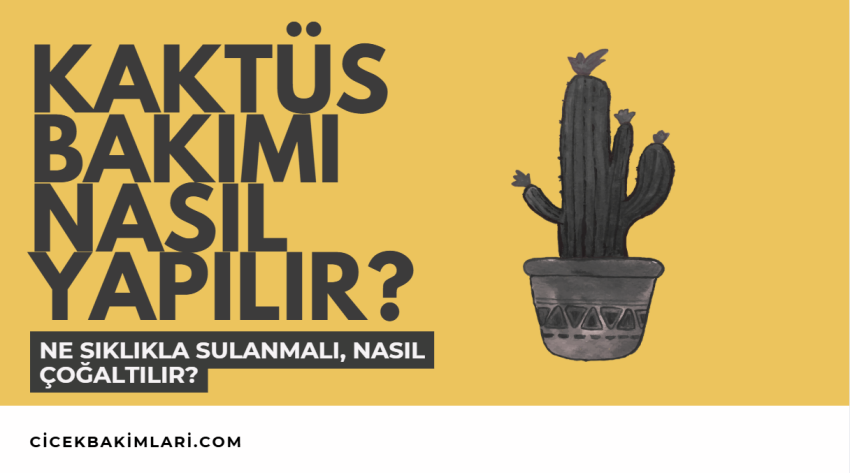 Kaktüs Bakımı: Ne Sıklıkla Sulanmalı, Nasıl Çoğaltılır?
