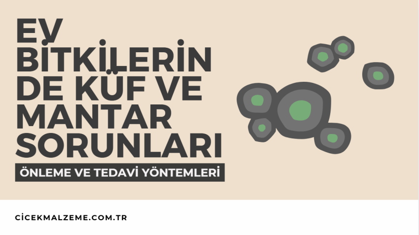 Ev Bitkilerinde Küf ve Mantar Sorunları: Önleme ve Tedavi Yöntemleri