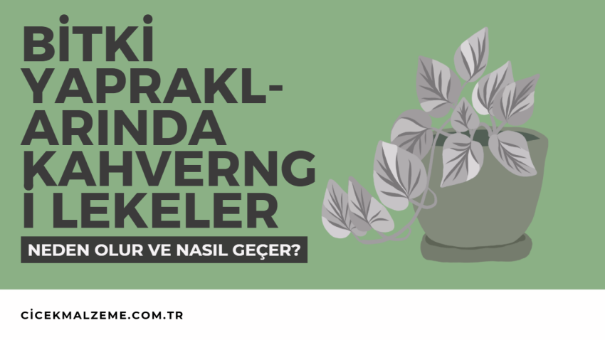 Bitki Yapraklarında Kahverengi Lekeler: Neden Olur ve Nasıl Geçer?