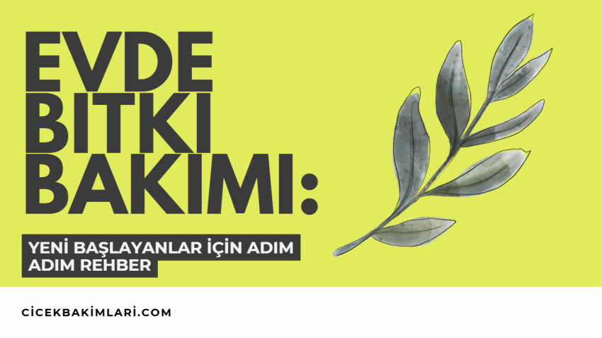 Evde Bitki Bakımı: Yeni Başlayanlar İçin Adım Adım Rehber